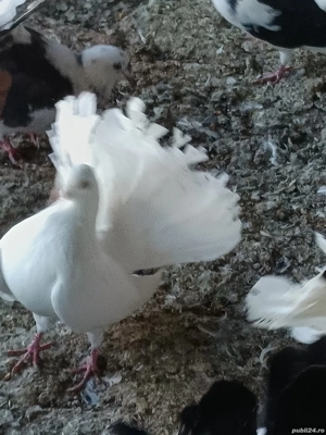 porumbei înfoiati de ornament  - imagine 3