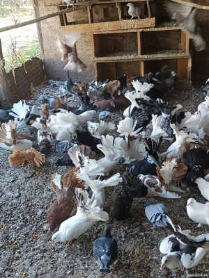 porumbei înfoiati de ornament  - imagine 5