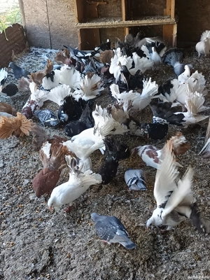 porumbei înfoiati de ornament  - imagine 4