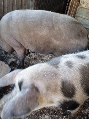 De vânzare doi porci ... - imagine 2