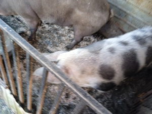 De vânzare doi porci crescuți în gospodărie bio100 