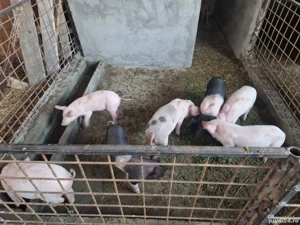 purcei de vanzare 8 saptamani - imagine 2