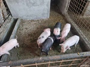 purcei de vanzare 8 saptamani - imagine 3