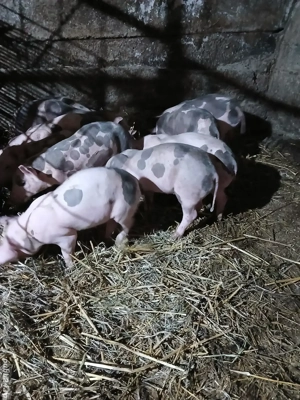 purcei Pietrain  - imagine 2