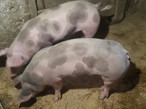 De vânzare scrofițe pietrain belgian