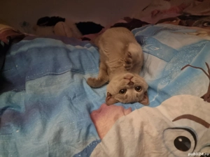 Pisica British short-hair 