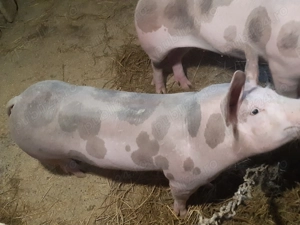 De vânzare scrofițe pietrain belgian - imagine 2