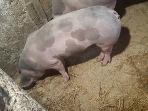 De vânzare scrofițe pietrain belgian - imagine 3