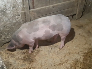 De vânzare scrofițe pietrain belgian - imagine 5