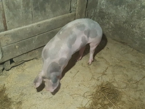 De vânzare scrofițe pietrain belgian - imagine 4