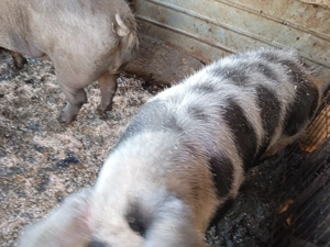 De vânzare doi porci ... - imagine 5