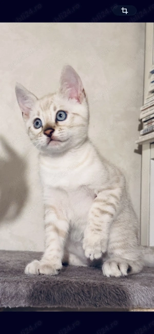 Vând Pisică Bengal , Mascul, Alb, Ochi Albaștri , Exemplar Superb, Pedigree TICA 