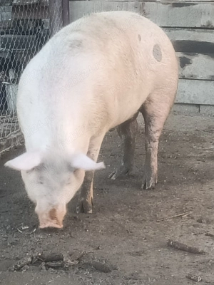 Porci de vanzare
