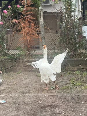 Vand gâște holmogor 