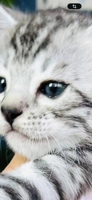 Vând Pisică Bengal, Argintiu, Ochi Verzi , Mascul, Exemplar Superb, Pedigree TICA 