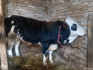 vând vițel de rasa bălțată românească  - imagine 5