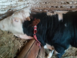 vând vițel de rasa bălțată românească  - imagine 4