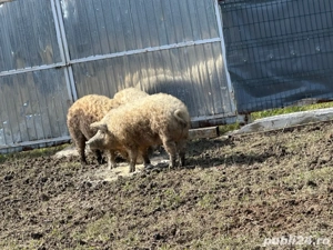 Porci Mangalita Blond Original