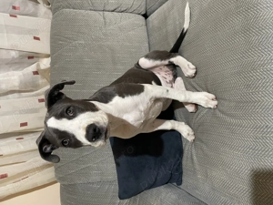 Fetiță Amstaff 4 luni isi cauta stapan 750 lei neg - imagine 2