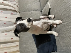 Fetiță Amstaff 4 luni isi cauta stapan 750 lei neg