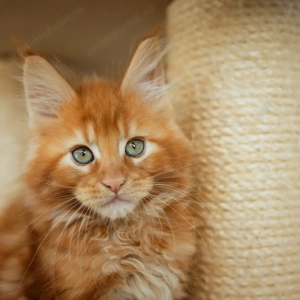 maine coon