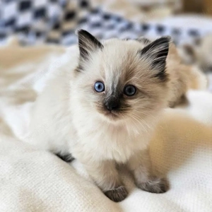 ragdoll fetita si baietel