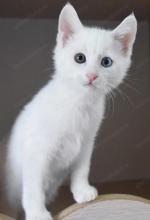 angora turcceasca - imagine 2