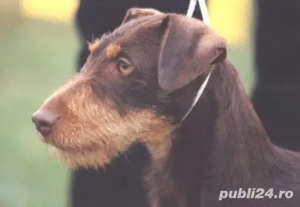 Vind femela jagdterrier