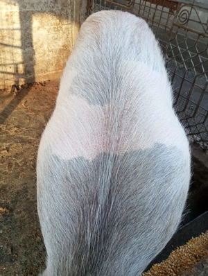 Vand 2 purecele  - imagine 2