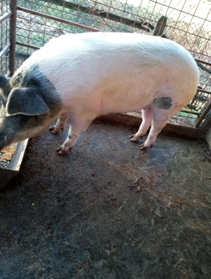 Vand 2 purecele  - imagine 4