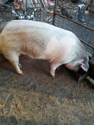 Vand 2 purecele  - imagine 3