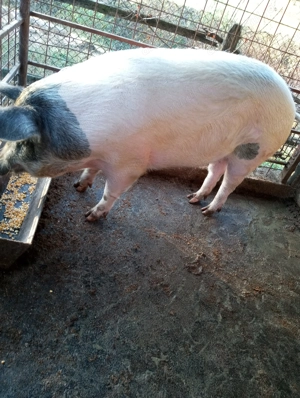 Vand 2 purecele  - imagine 5