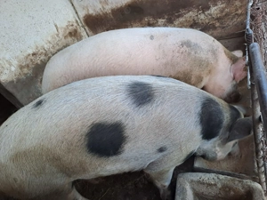 De vanzare porc 130 kg