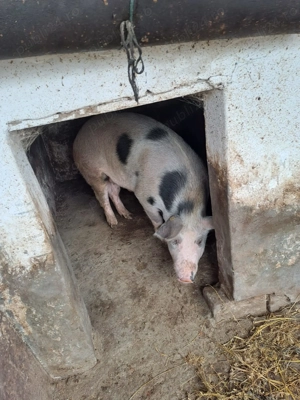 De vanzare porc 130 kg - imagine 2