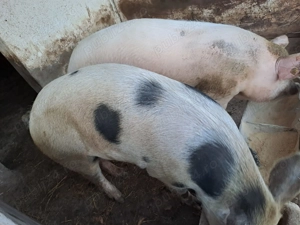 De vanzare porc 130 kg - imagine 4