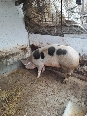 De vanzare porc 130 kg - imagine 3