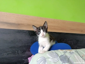 Dau în adopție pui pisic