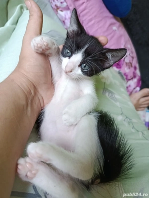 Dau în adopție pui pisic - imagine 2