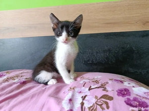 Dau în adopție pui pisic - imagine 3
