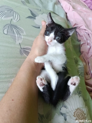 Dau în adopție pui pisic - imagine 5