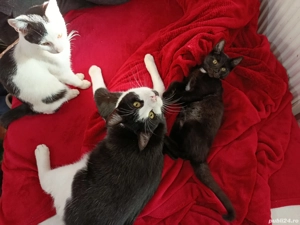 Dau în adopție pui pisică   București - Voluntari - imagine 2