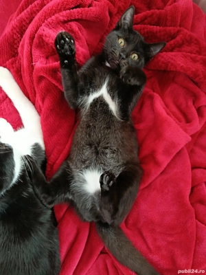 Dau în adopție pui pisică   București - Voluntari - imagine 4