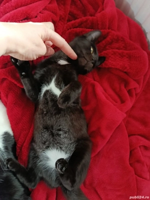 Dau în adopție pui pisică   București - Voluntari - imagine 3