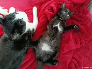 Dau în adopție pui pisică   București - Voluntari - imagine 5