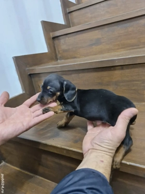 Puii teckel mini toy  - imagine 2