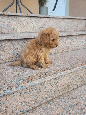 pudel toy rosu - imagine 2