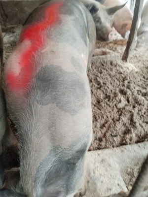 14 lei kg pietrain cu duroc