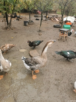 Gâște metis holmogor schimb - imagine 3