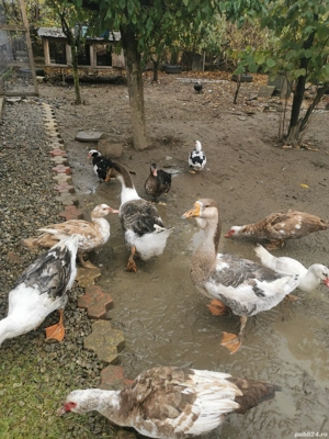 Gâște metis holmogor schimb - imagine 4