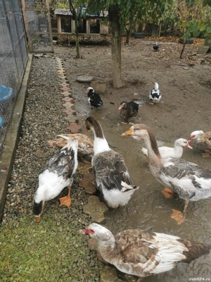 Gâște metis holmogor schimb - imagine 5